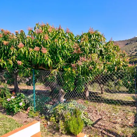 Grillo * Torrox